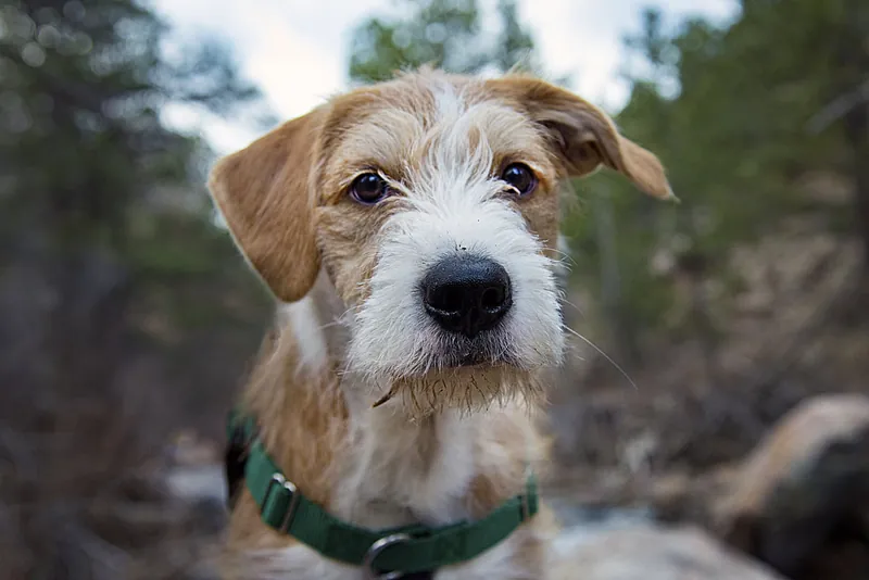 An attentive dog mid-action during outdoor training