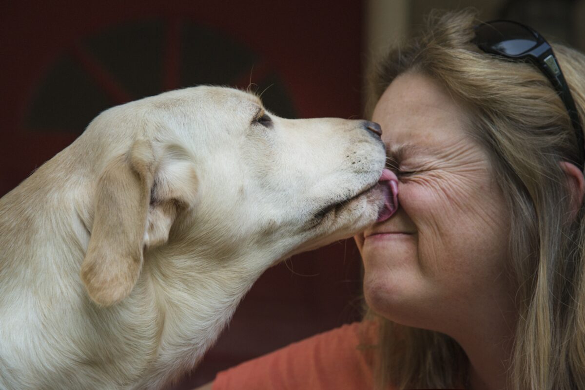 Emily Wolf greeting a smiling yellow dog who licks her face