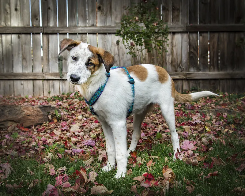 A friendly mixed-breed dog enjoying time outdoors during a training session